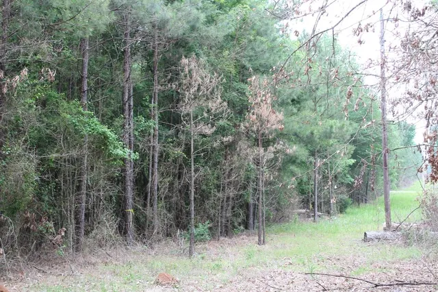a view of a forest filled with trees