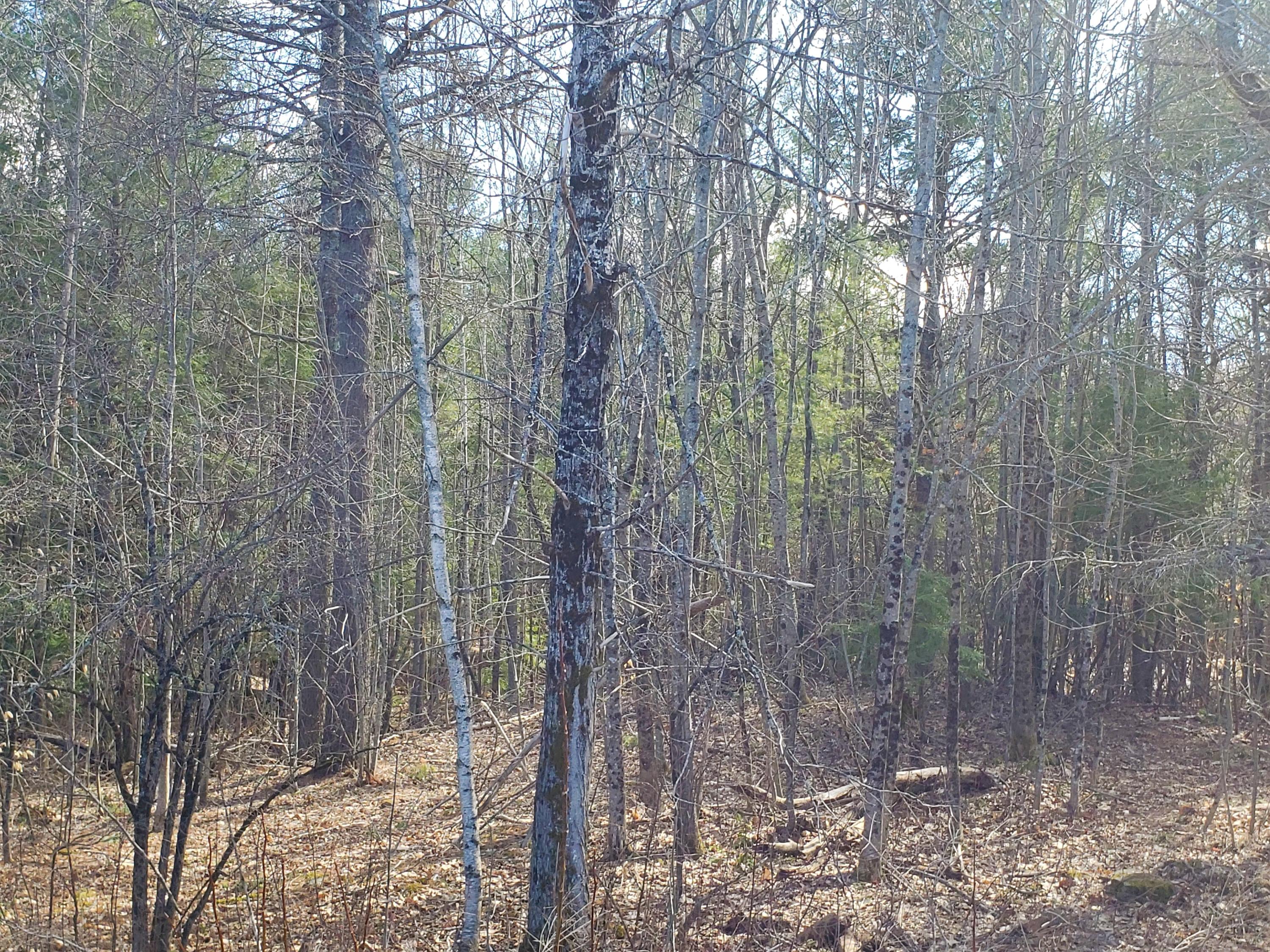 Lot 41-cdef Lot 41-cdef China Road Winslow, ME 04901 - Photo 12 of 17 41-E 3