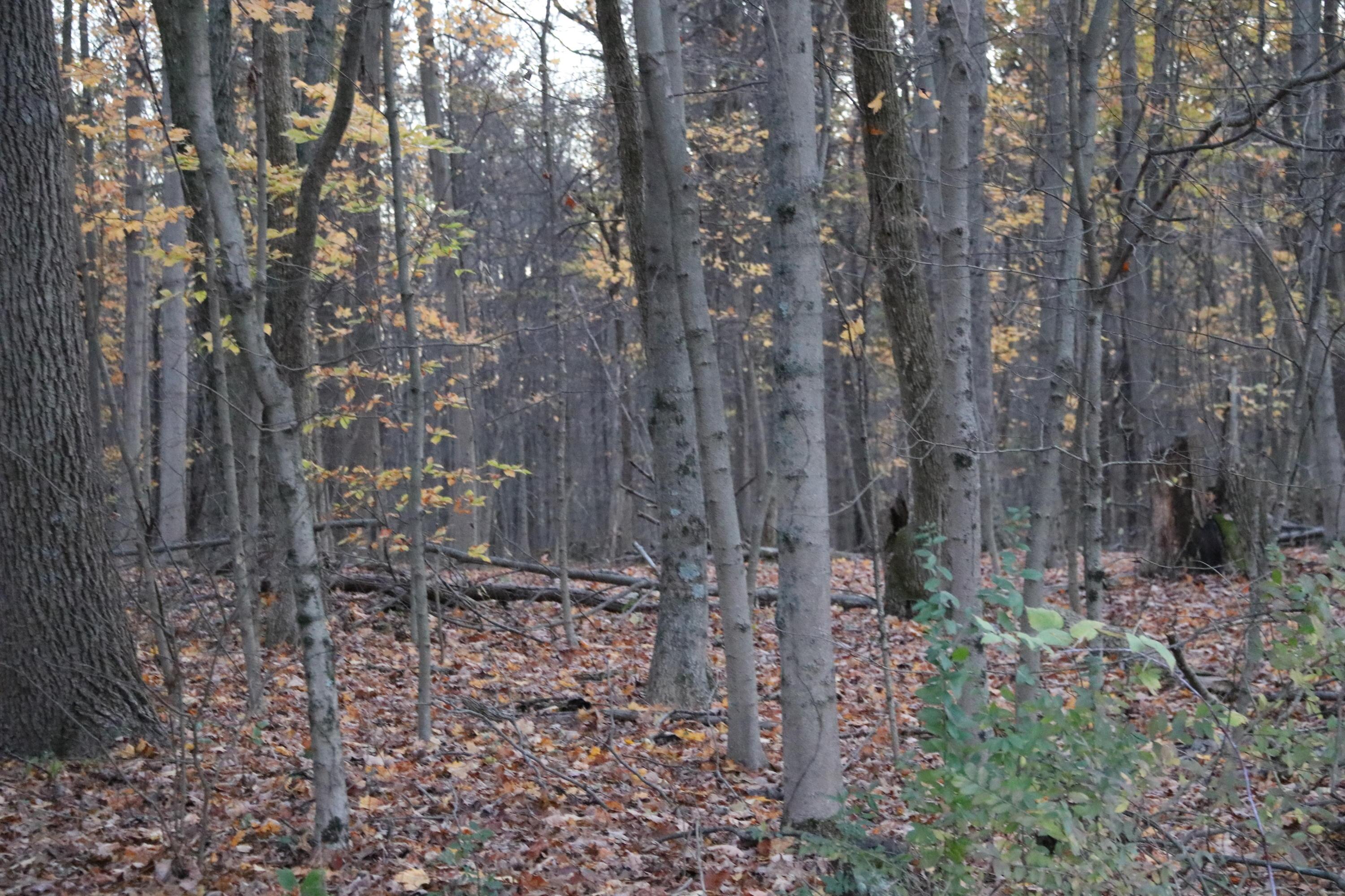 0 Miller Road Northwest Johnstown, OH 43031 - Photo 3 of 9