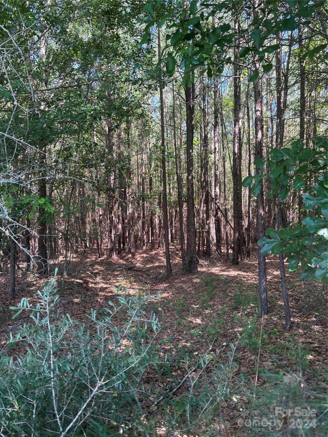 0 Columbus Road, Unit 7 Rembert, SC 29128 - Photo 5 of 8 a view of forest with trees