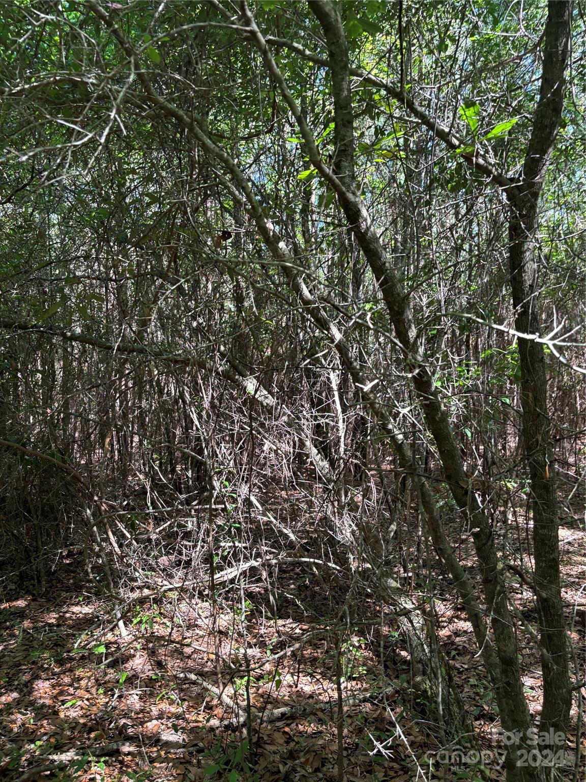 0 Columbus Road, Unit 7 Rembert, SC 29128 - Photo 8 of 8 a view of a tree