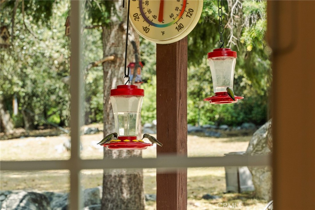 39804 Pine Bench Road Yucaipa, CA 92399 - Photo 9 of 57 Active Hummingbird migration