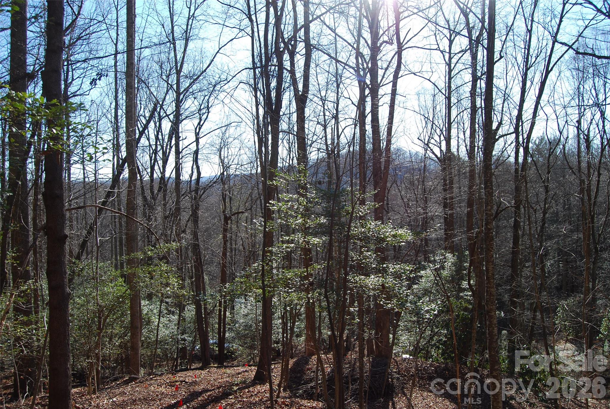 87 Pole Cat Road Saluda, NC 28773 - Photo 10 of 10 a view of forest