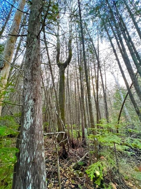 221 Drews Mill Road Linneus, ME 04730 - Photo 18 of 42 IMG_6403
