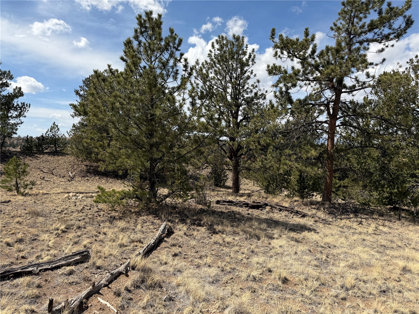 2839 Fitzsimmons Road Hartsel, CO 80449 - Photo 14 of 25 a view of a yard with trees