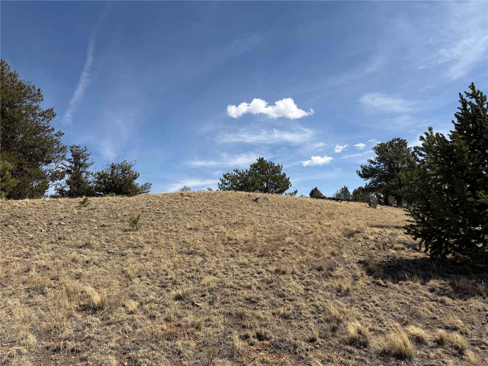 2839 Fitzsimmons Road Hartsel, CO 80449 - Photo 16 of 25 a view of a dry yard