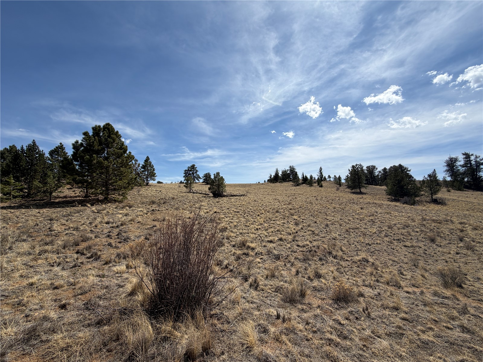 2839 Fitzsimmons Road Hartsel, CO 80449 - Photo 4 of 25 a view of a dry yard with trees