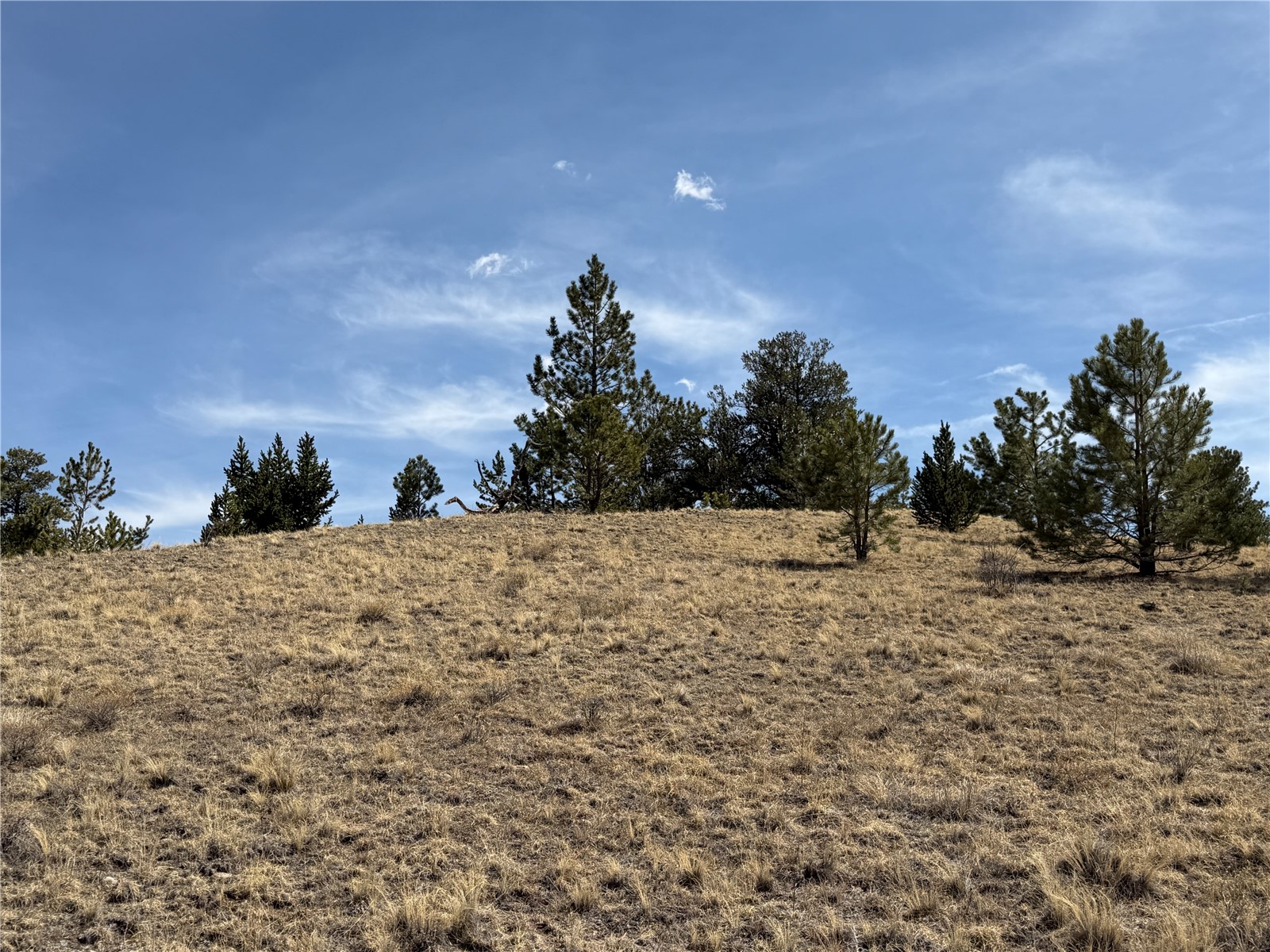 2839 Fitzsimmons Road Hartsel, CO 80449 - Photo 10 of 25 a view of a dry yard with trees
