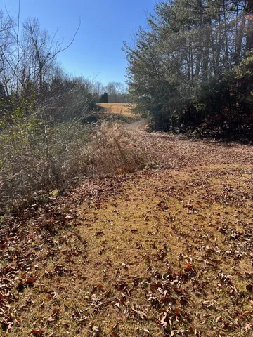 a view of a yard with a tree