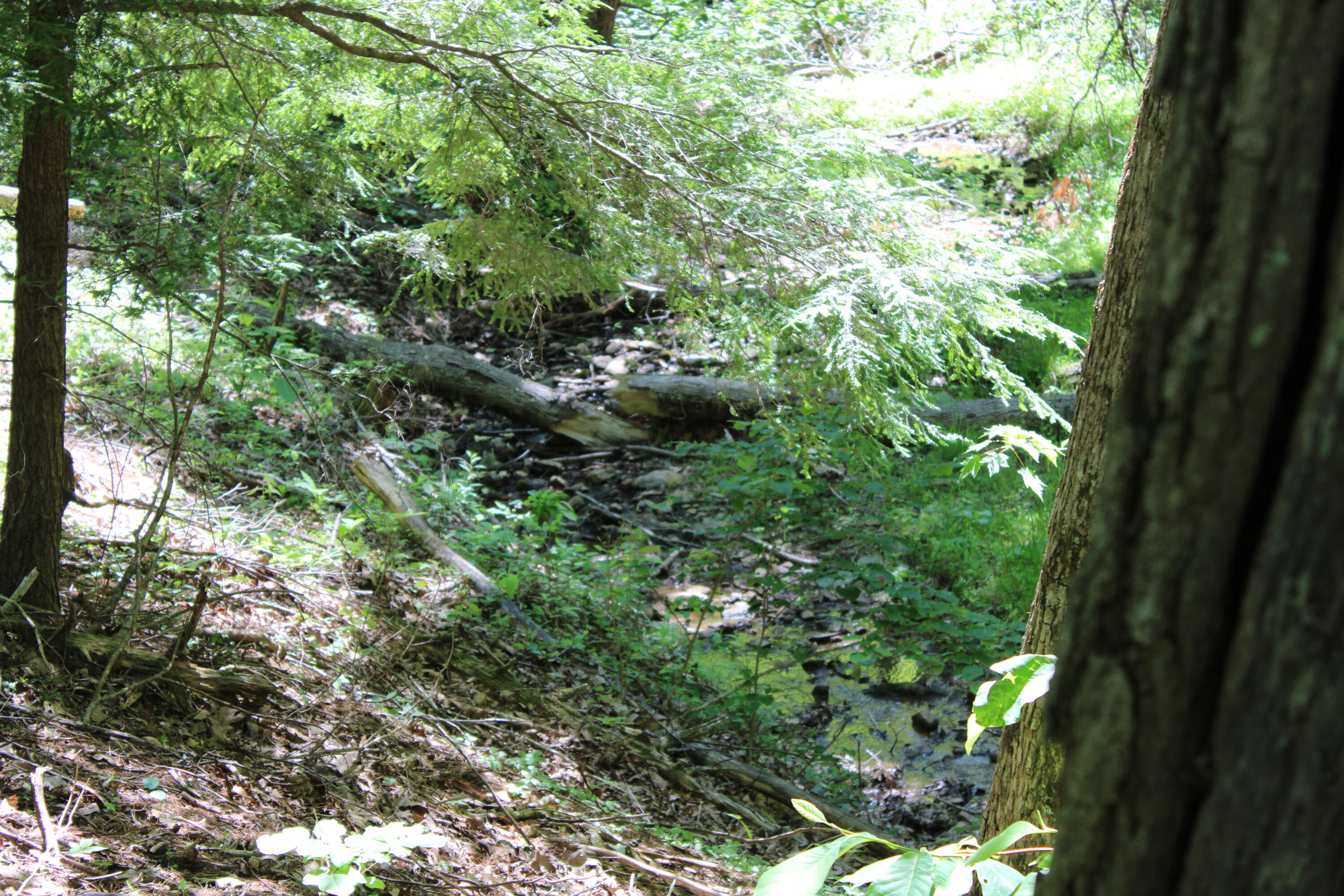 7923 Poor Mountain Road Bent Mountain, VA 24059 - Photo 82 of 95 IMG_0199