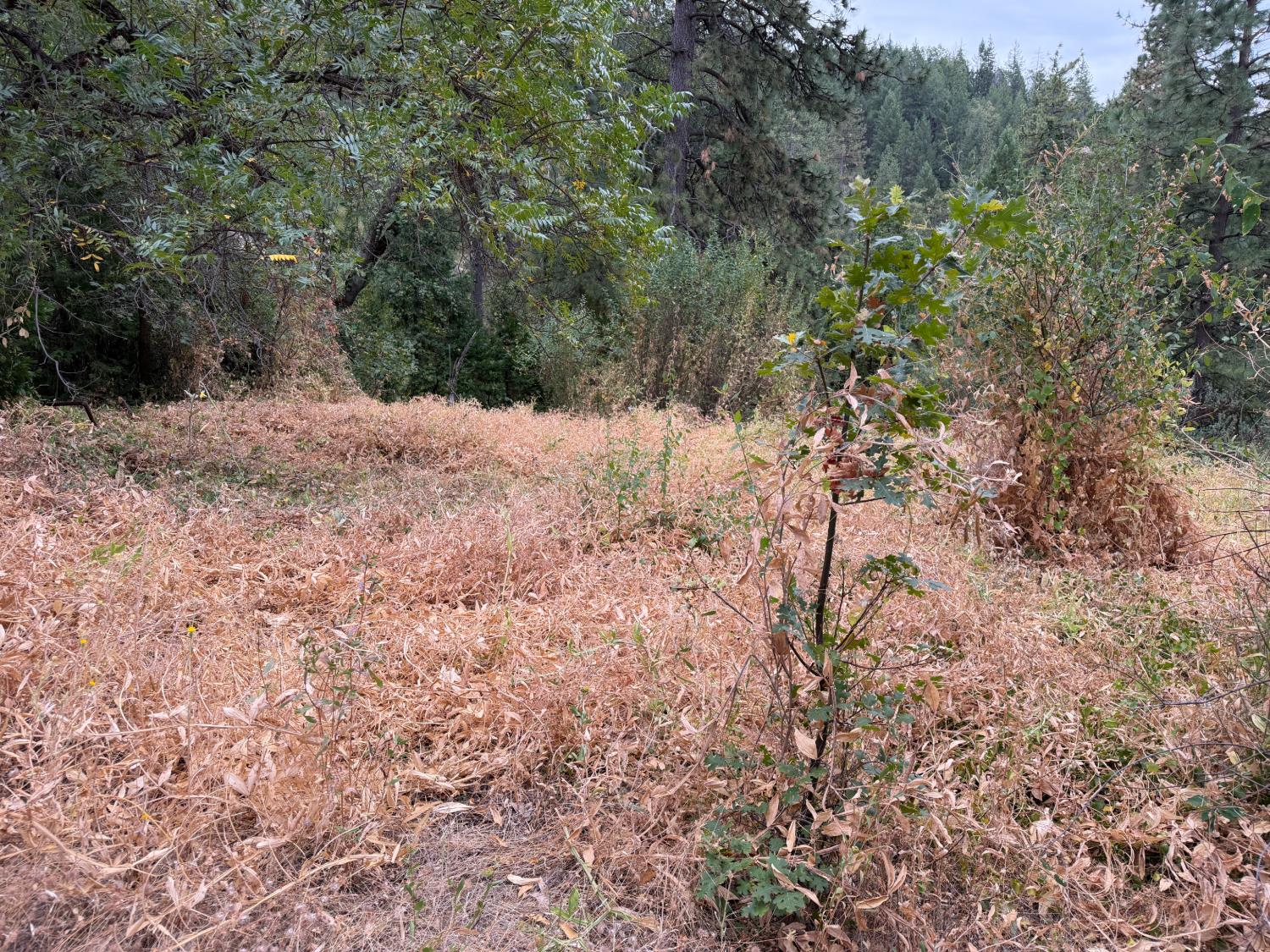 27999 Big Dipper Road Colfax, CA 95713 - Photo 6 of 24 Gallery Image 6
