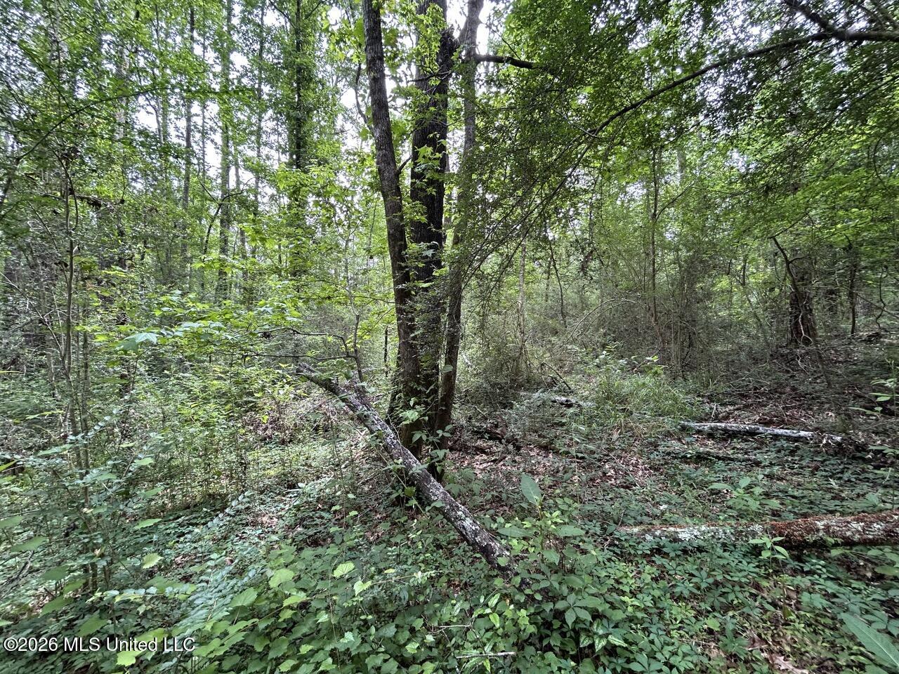 4155 Sterling Lane Liberty, MS 39645 - Photo 16 of 23 IMG_4183 Large