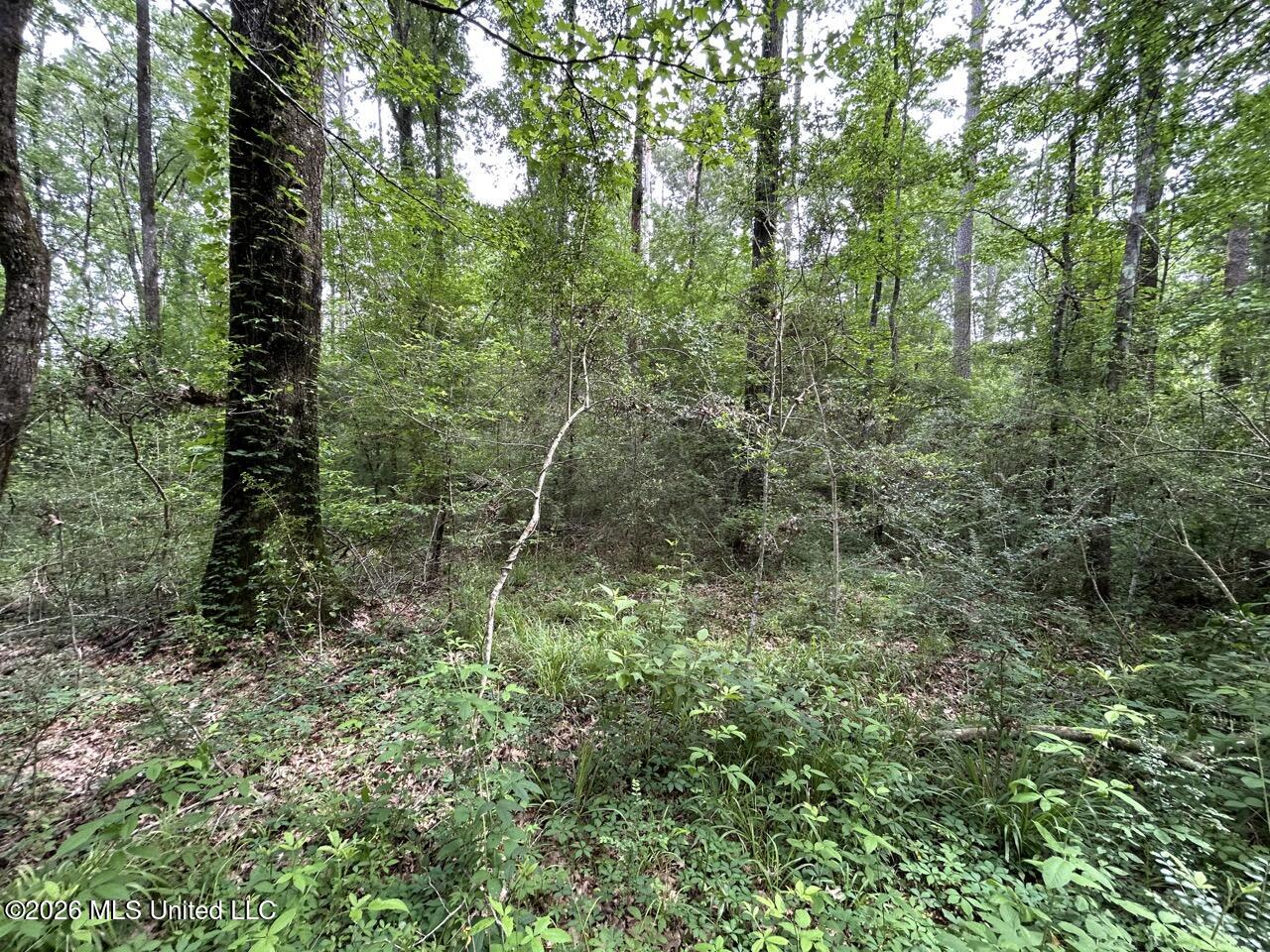 4155 Sterling Lane Liberty, MS 39645 - Photo 17 of 23 IMG_4184 Large