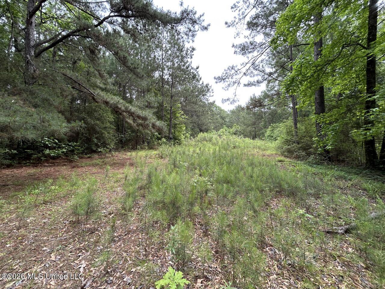 4155 Sterling Lane Liberty, MS 39645 - Photo 19 of 23 IMG_4187 Large