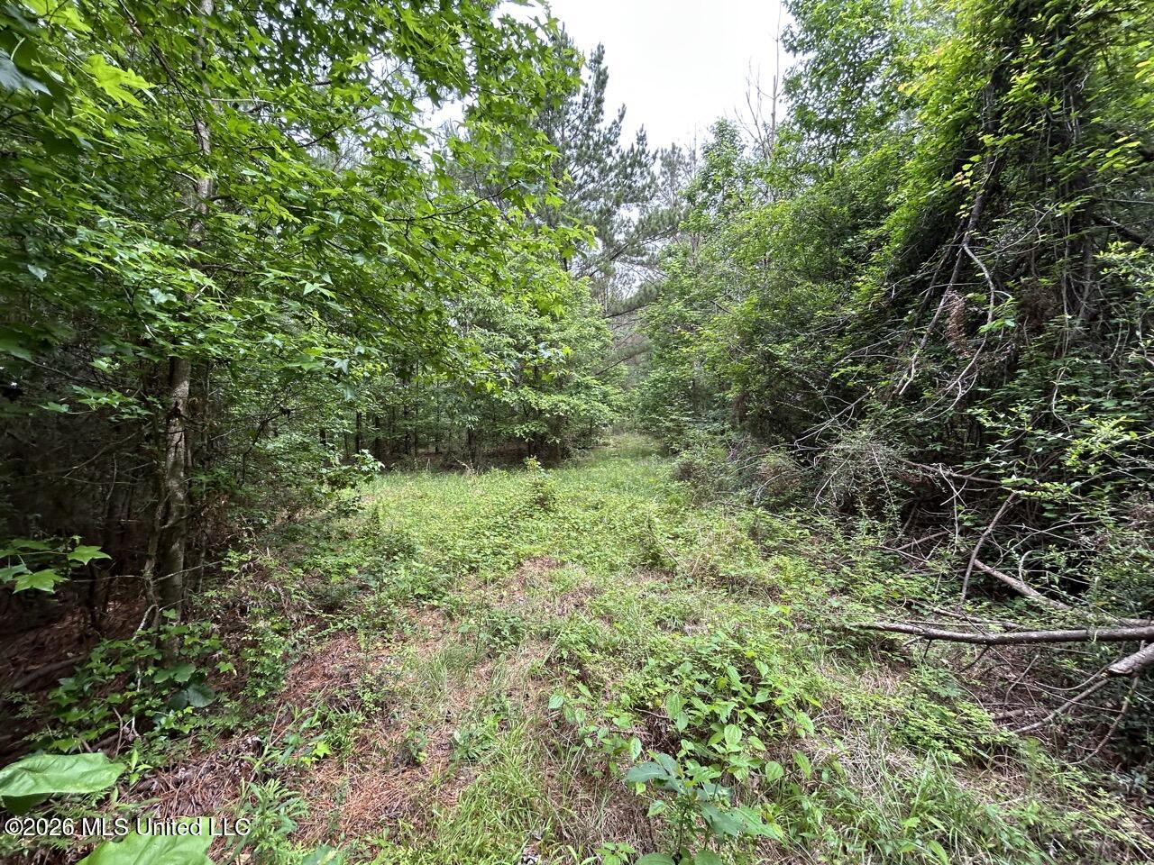 4155 Sterling Lane Liberty, MS 39645 - Photo 21 of 23 IMG_4189 Large