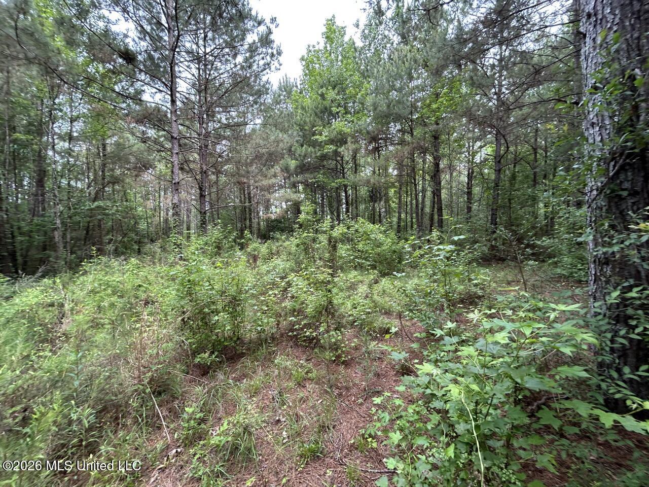 4155 Sterling Lane Liberty, MS 39645 - Photo 22 of 23 IMG_4190 Large
