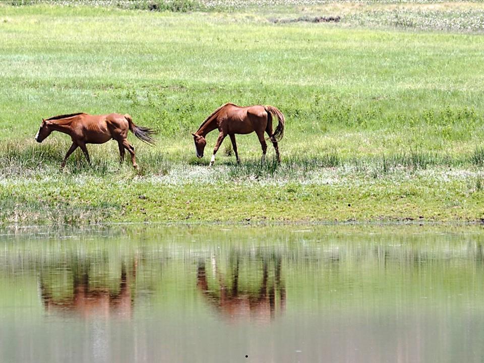 23478 Switzer Road Bucyrus, KS 66013 - Photo 4 of 39