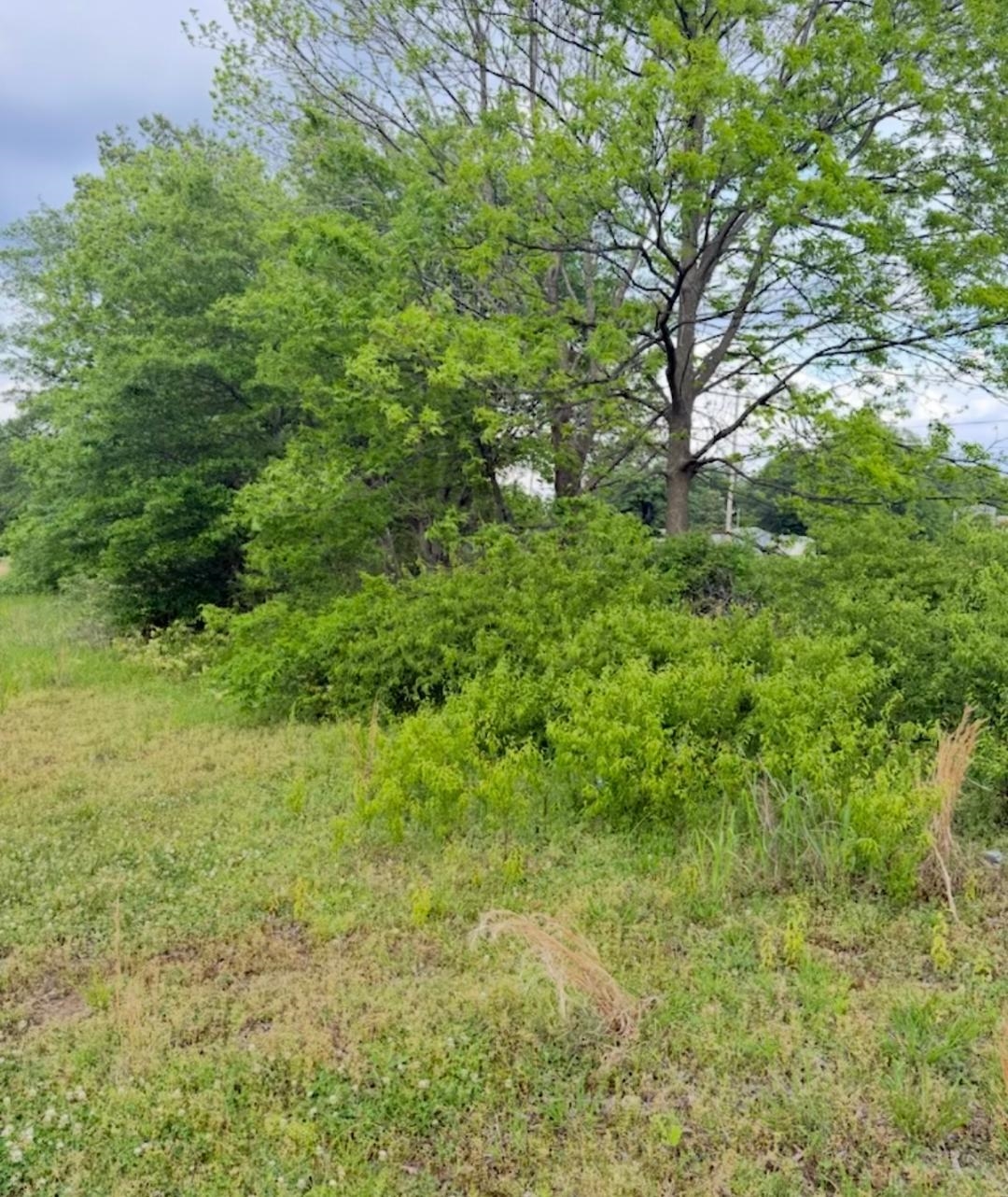 0 Swoop Road Drew, MS 38737 - Photo 13 of 15 View of local wilderness with a view of trees