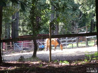 1877 Jonive Road Sebastopol, CA 95472 - Photo 7 of 10 Large Turn out Paddocks off of stalls
