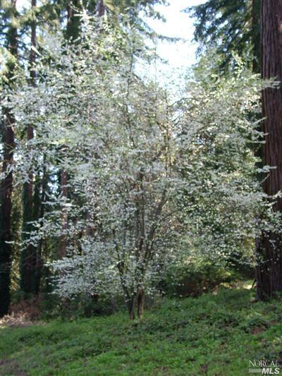 1877 Jonive Road Sebastopol, CA 95472 - Photo 9 of 10 stunning fruit tree in bloom.