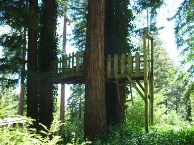 1877 Jonive Road Sebastopol, CA 95472 - Photo 10 of 10 Tree Fort amongst the redwoods.