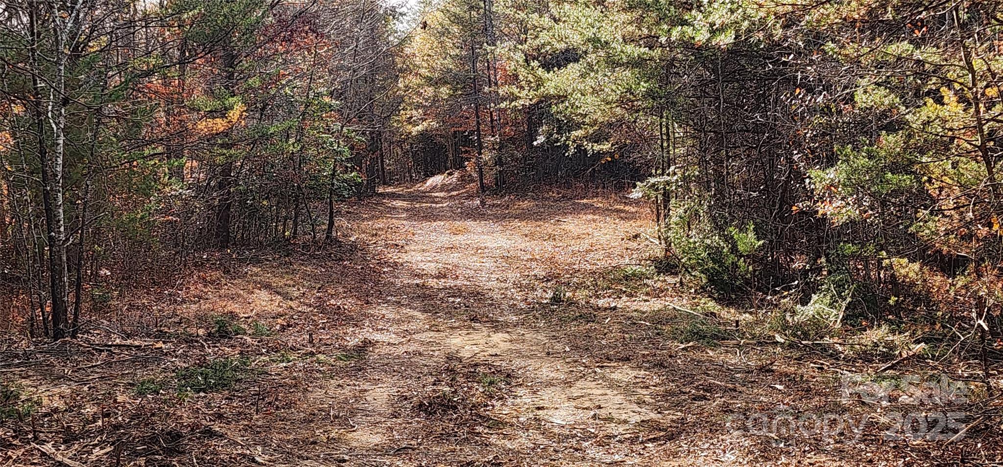 151 Cobb Road Blacksburg, SC 29702 - Photo 22 of 45 a view of a forest with trees in the background