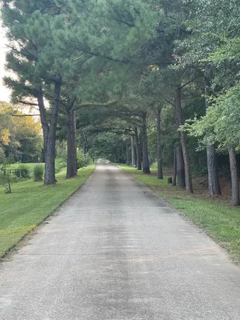 a view of a road with large trees