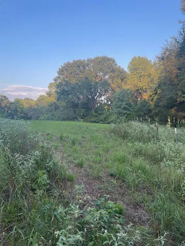 a view of a large trees with a yard