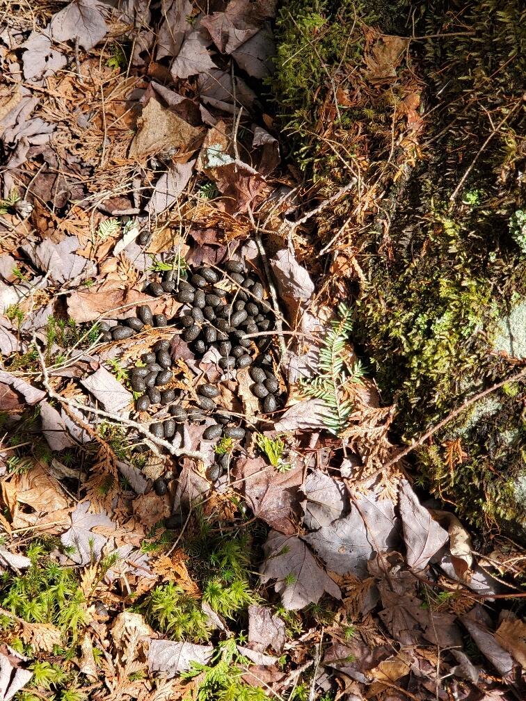 0 Howland (rte 155) Road Lagrange, ME 04453 - Photo 15 of 45 magic pellets