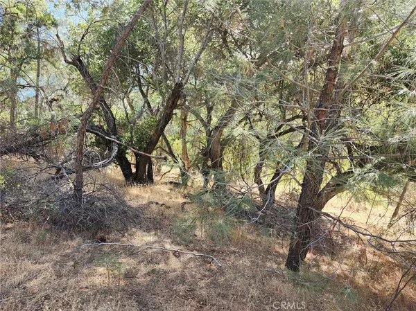 a view of a yard with plants and trees