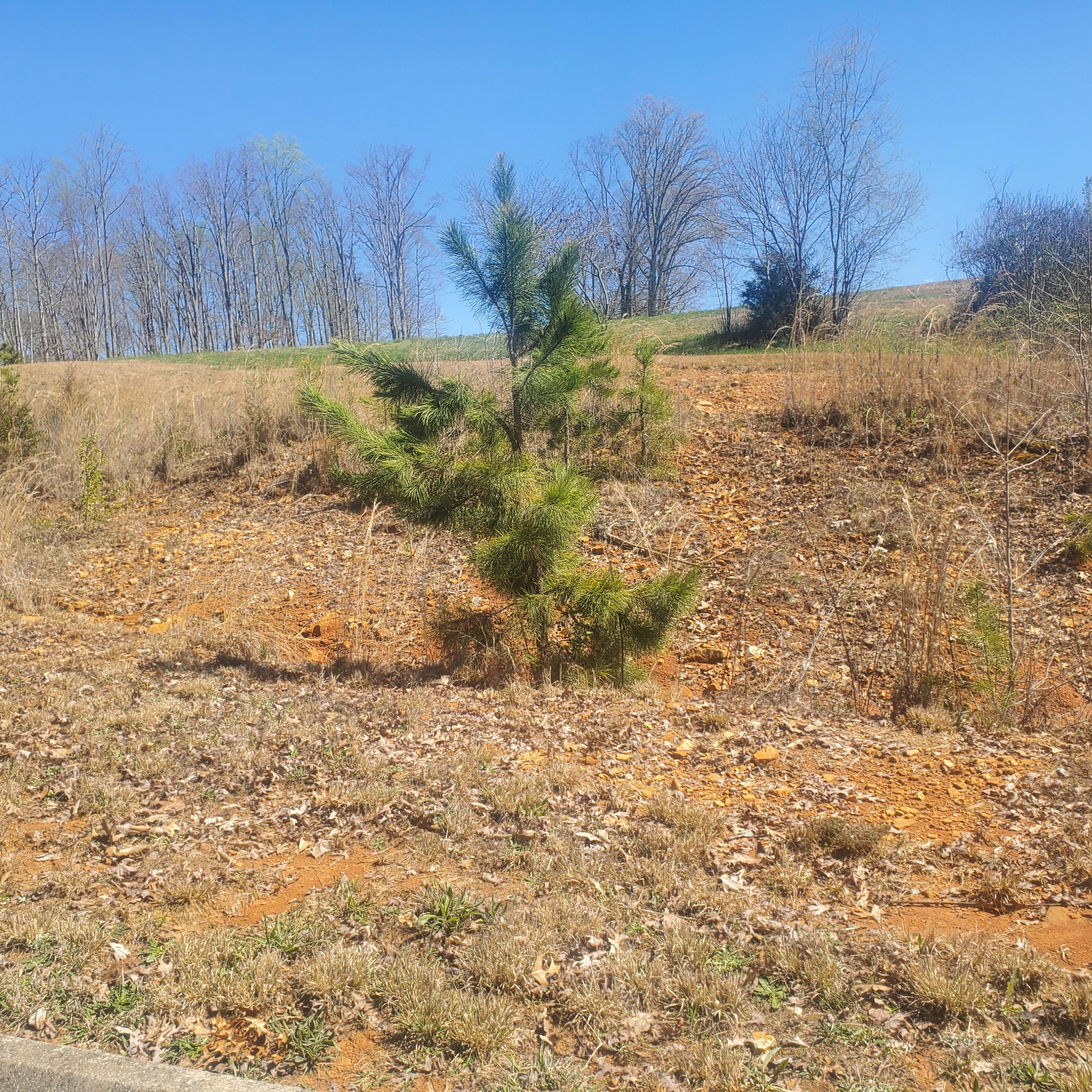 Lot 143 Tumbleweed Trail, Unit 143 Rutledge, TN 37861 - Photo 7 of 30 7