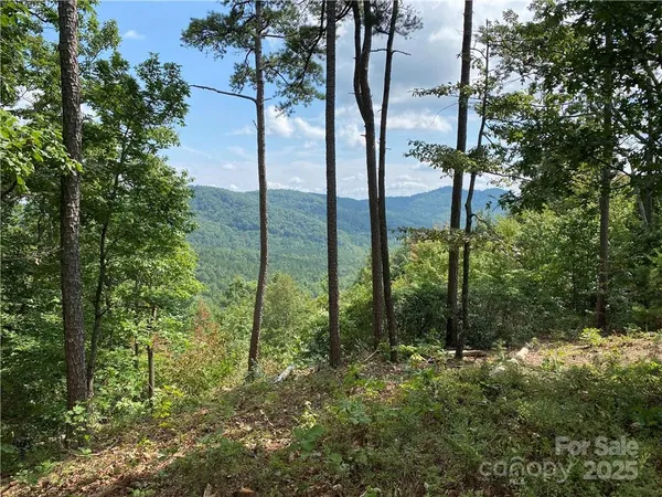 a plant on the side of the road