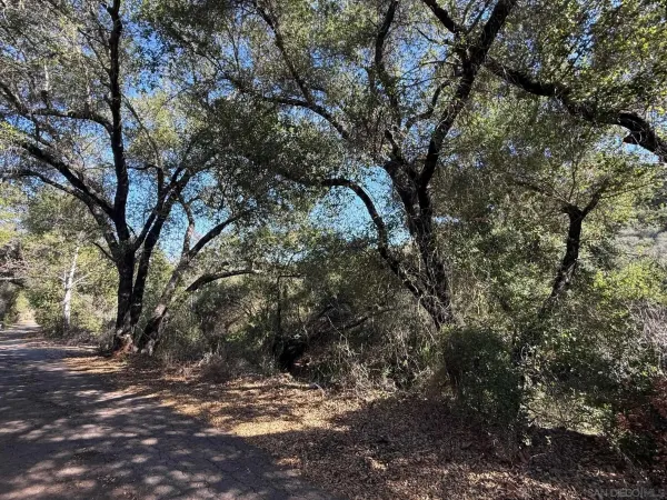a view of tree
