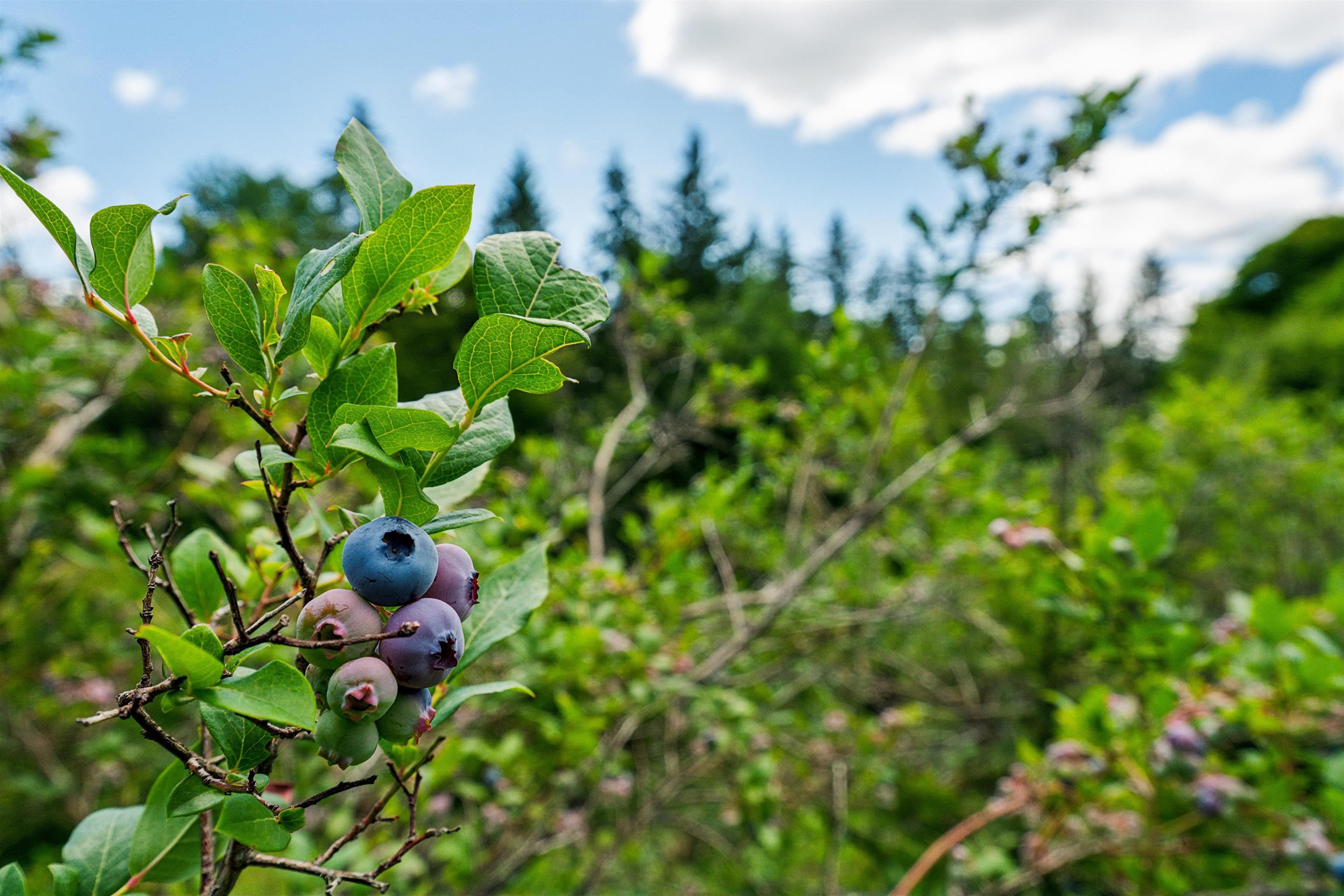 196 Cowdrey Outlook Barnard, VT 05032 - Photo 10 of 41