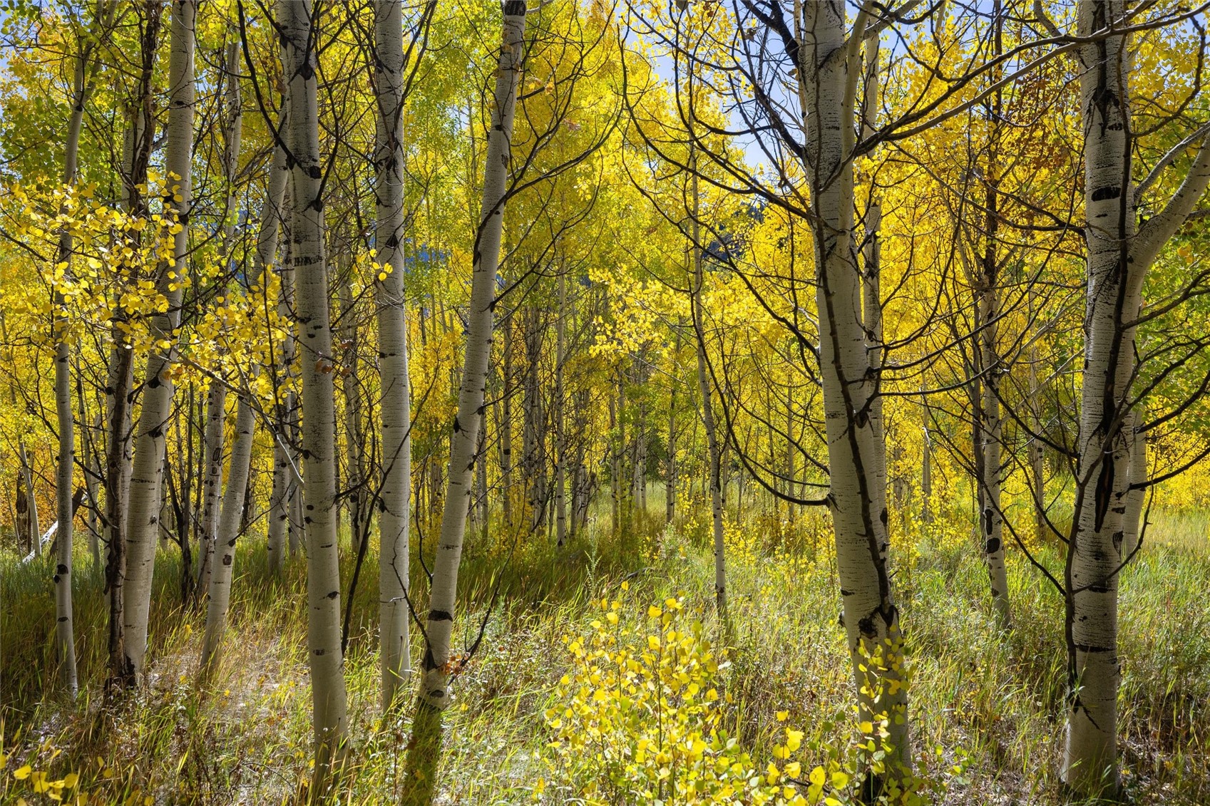 -tbd Frying Pan Road Basalt, CO 81621 - Photo 25 of 35
