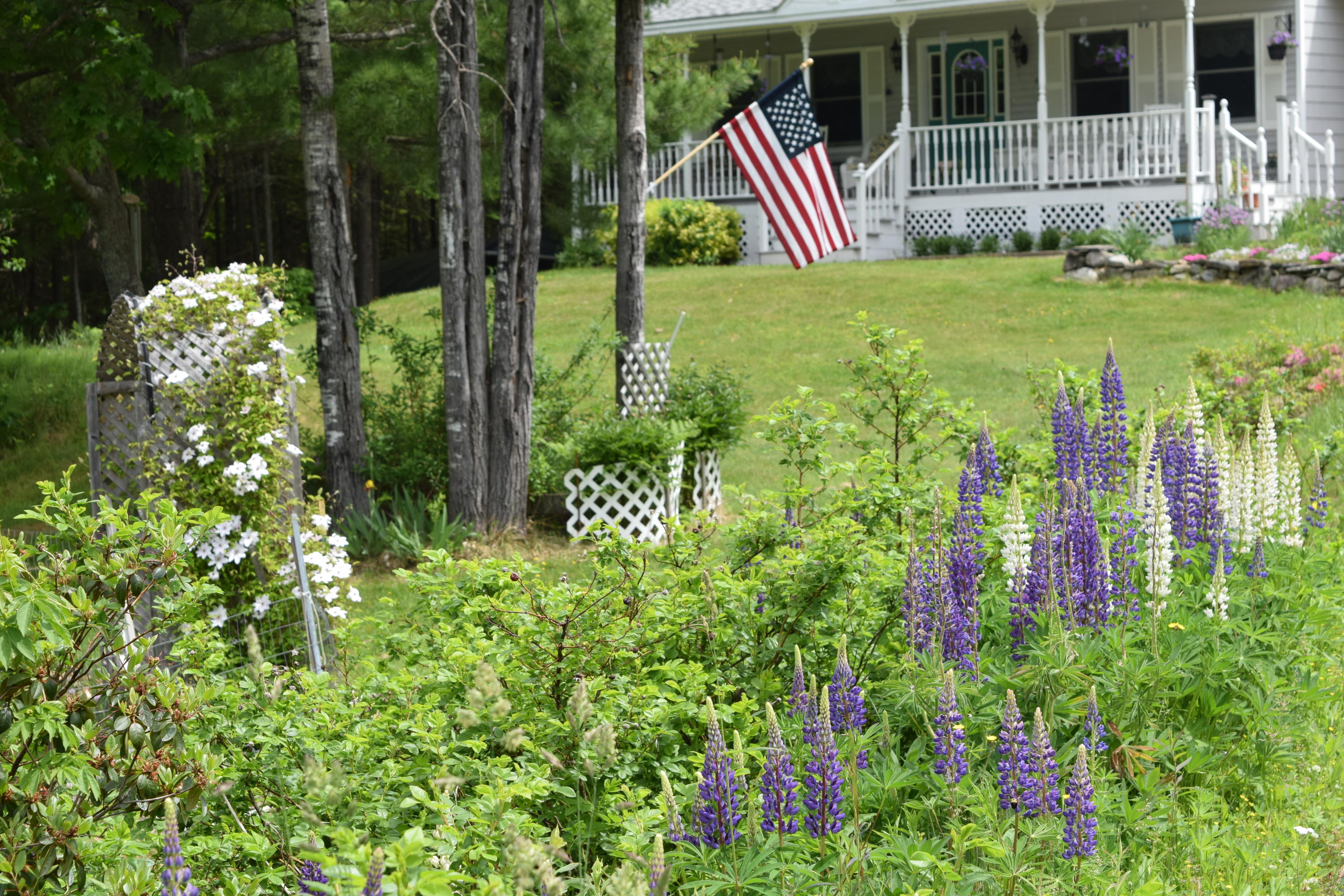 288 Hallowell Road Chelsea, ME 04330 - Photo 61 of 64 HallowellRd_Flowers