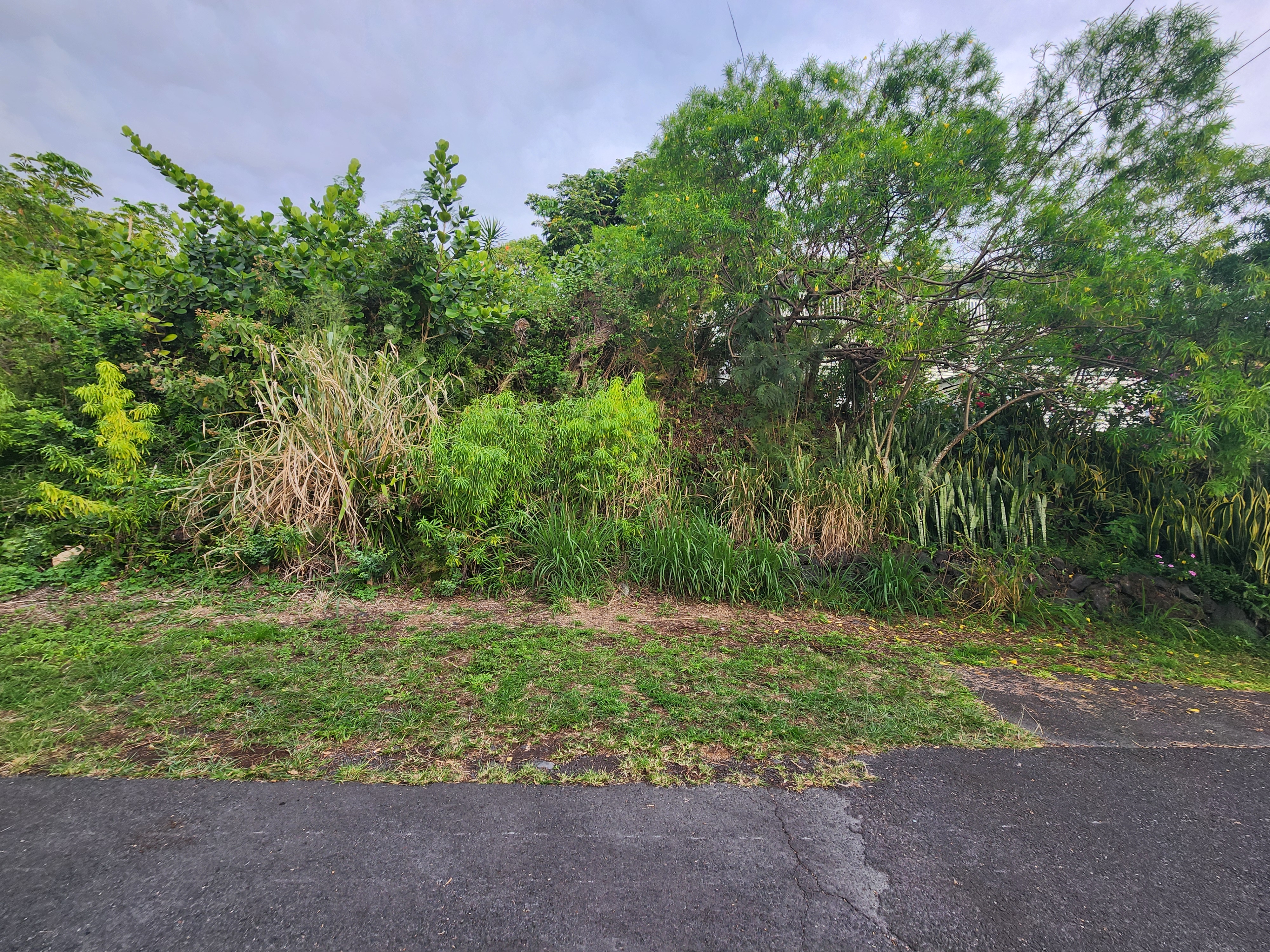 90 Datura Road Captain Cook, HI 96704 - Photo 3 of 8 a view of a yard with a tree
