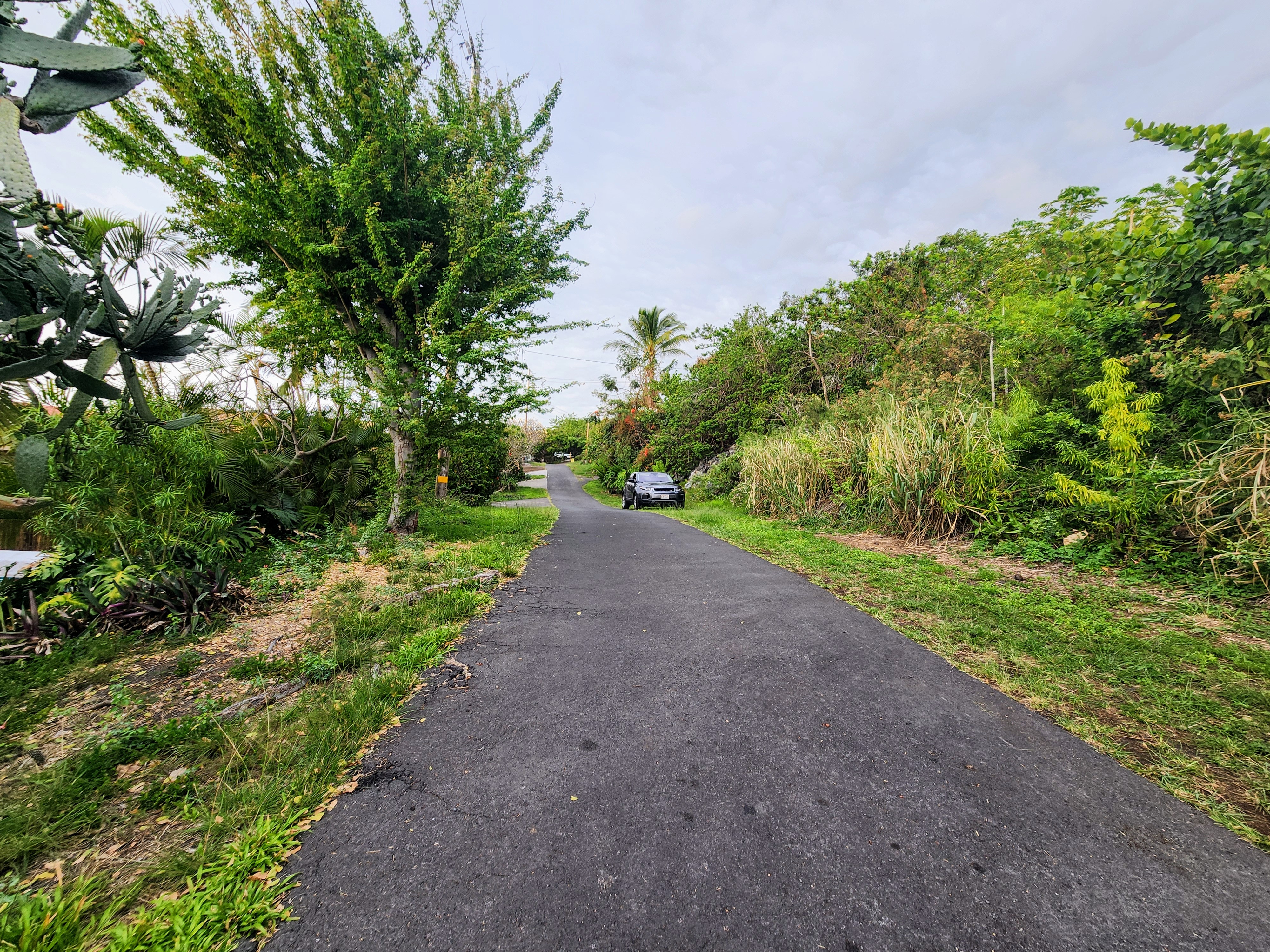 90 Datura Road Captain Cook, HI 96704 - Photo 4 of 8 a view of a road with plants and a yard