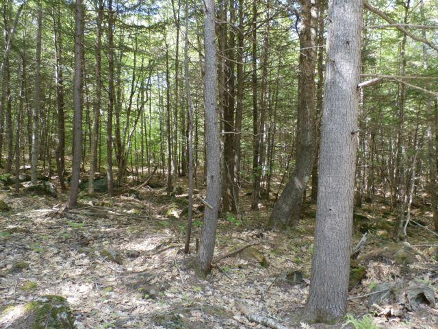 29 Canton Mountain Road Canton, ME 04221 - Photo 9 of 35 P6030223
