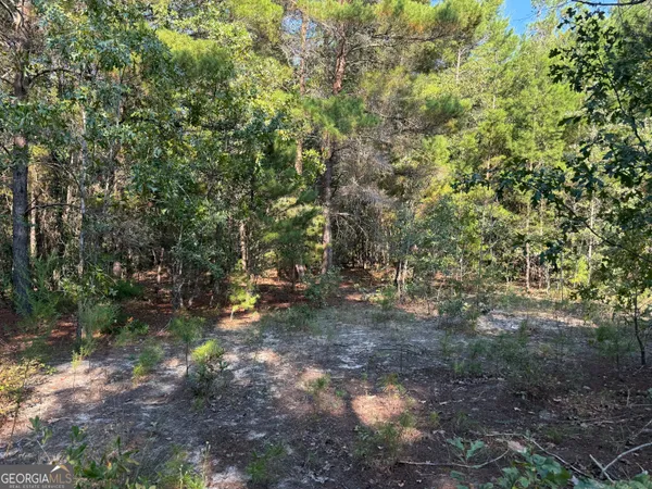 a view of a forest with trees