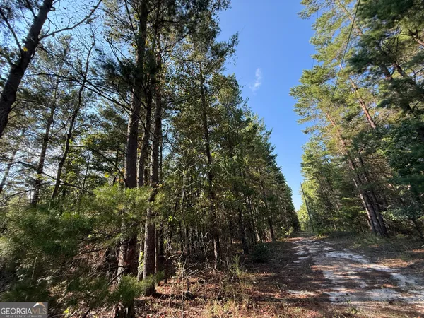 a view of a forest