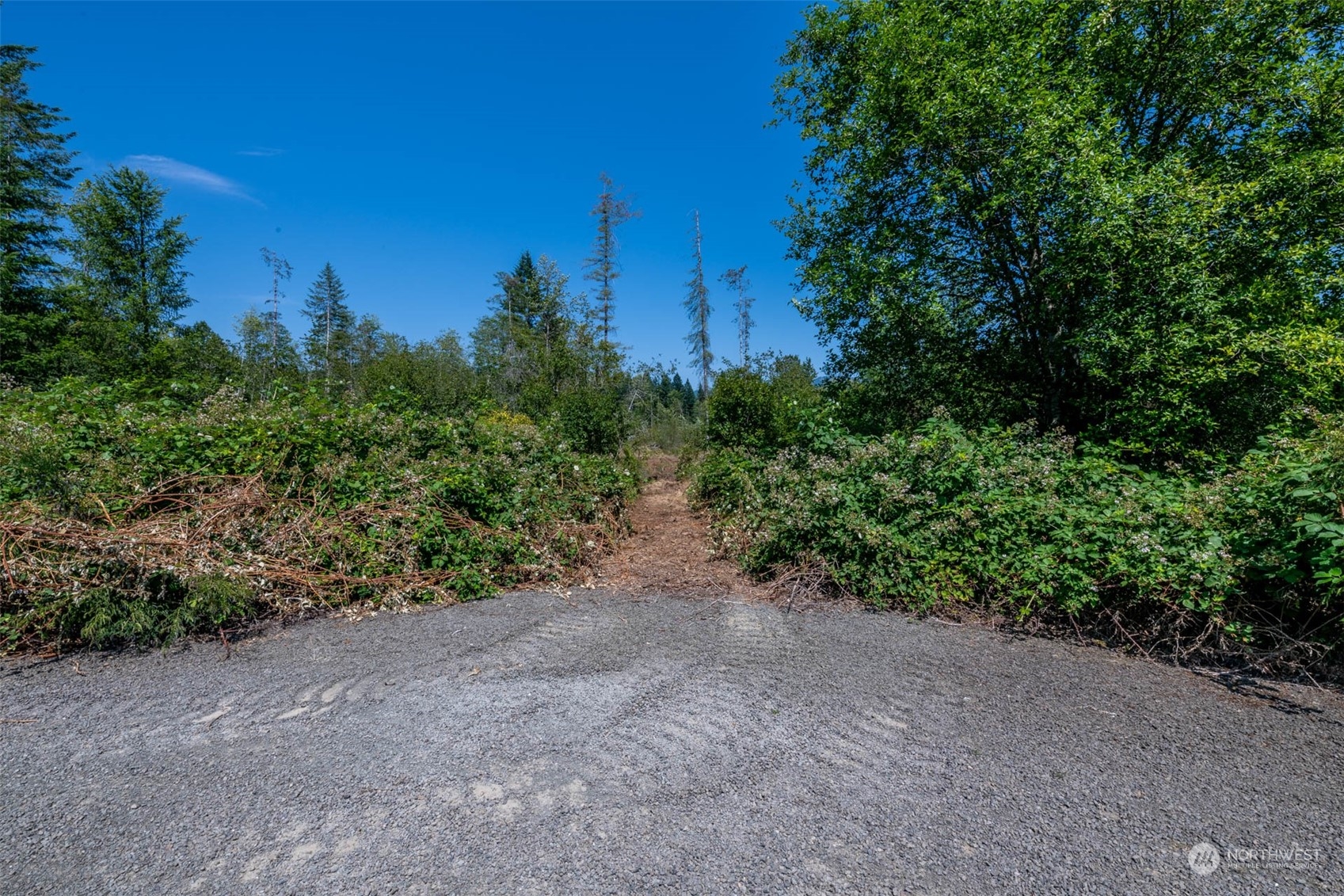 a view of a forest with trees in the background