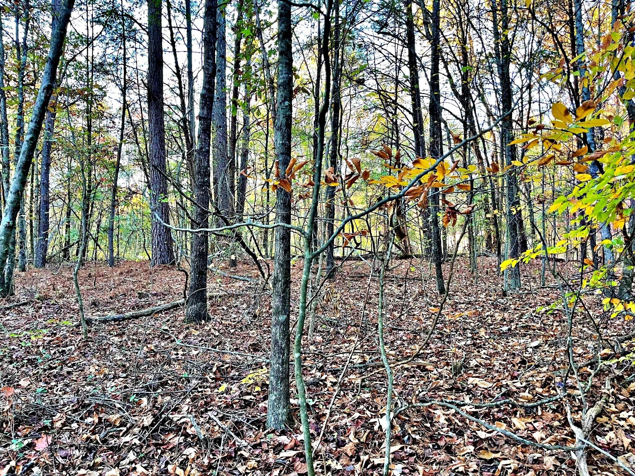 5 Oak Grove Road Decatur, TN 37322 - Photo 17 of 30 Gallery Image 17