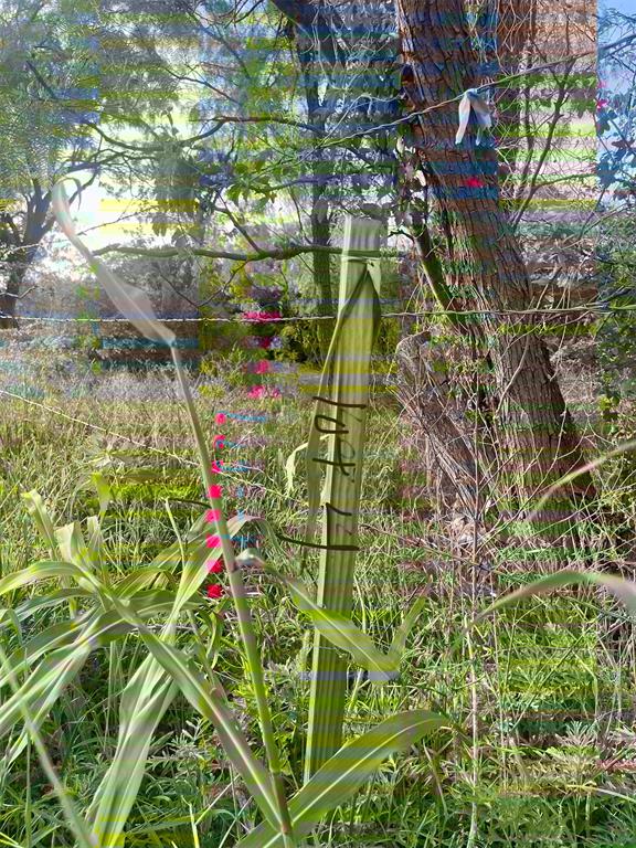 Lot4 Rock Creek Road Graford, TX 76449 - Photo 3 of 9 a view of flowers in a garden