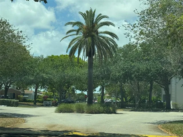 a view of a yard with palm trees