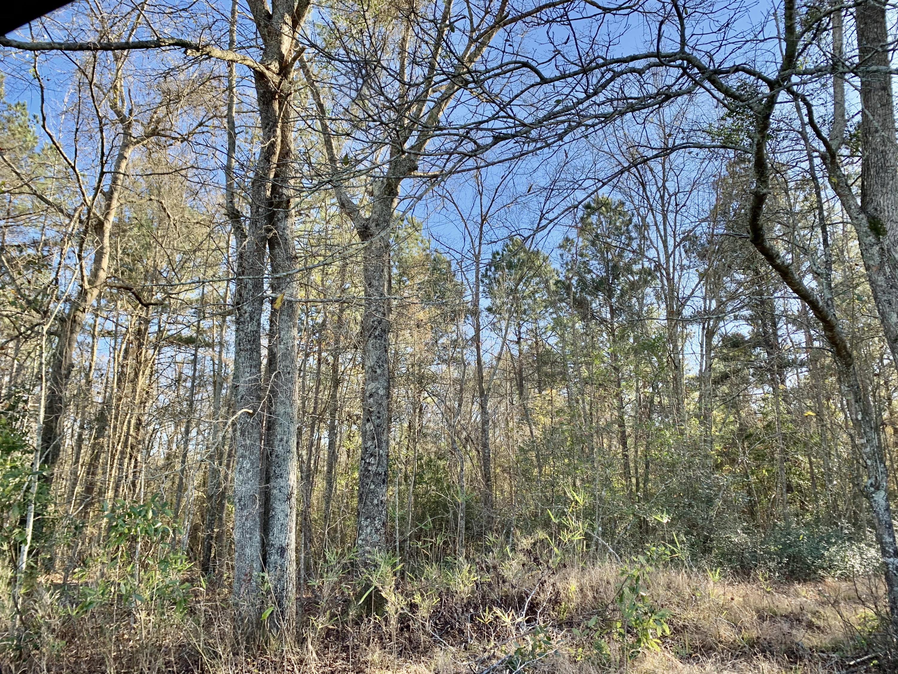 620 Nunuville Road Walterboro, SC 29488 - Photo 4 of 5 E9AE4649-B1D3-4D68-9DE8-FC847F6738CB