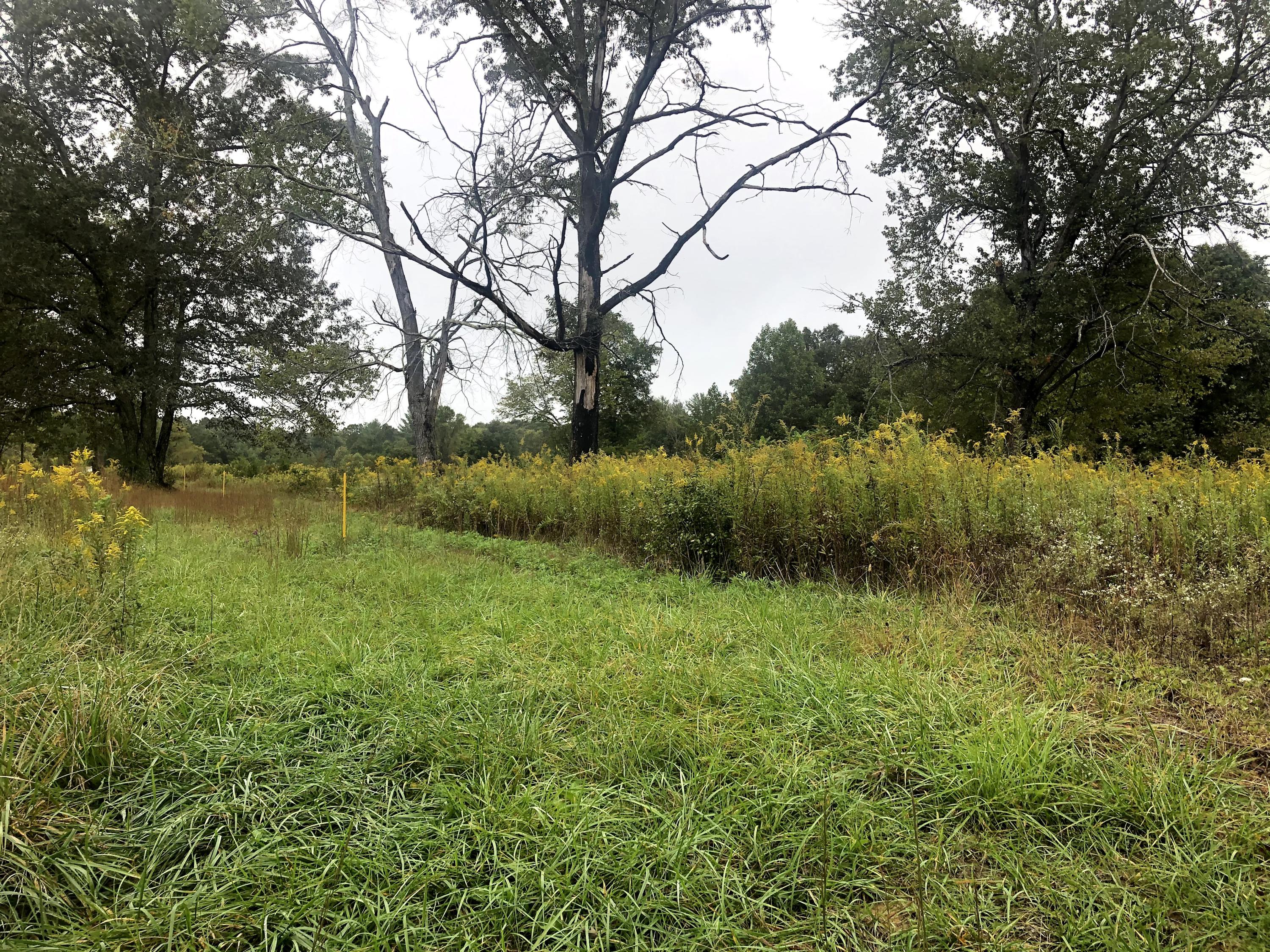 62.41-ac Rome Road Lancing, TN 37770 - Photo 6 of 20 IMG_4587
