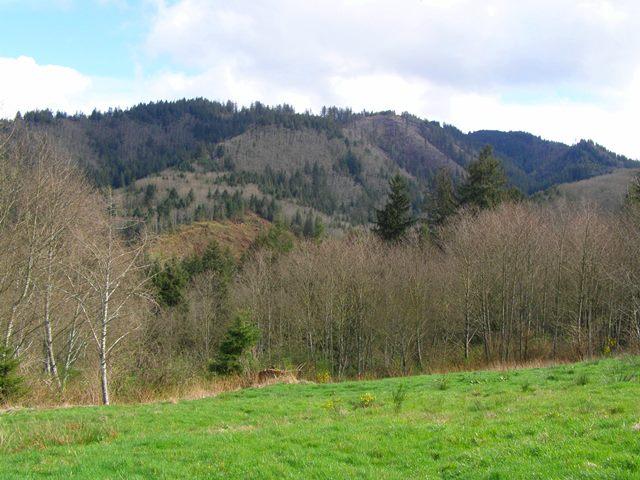 Lot 40 Skyview Road Tillamook, OR 97141 - Photo 19 of 24 P3180271.JPG