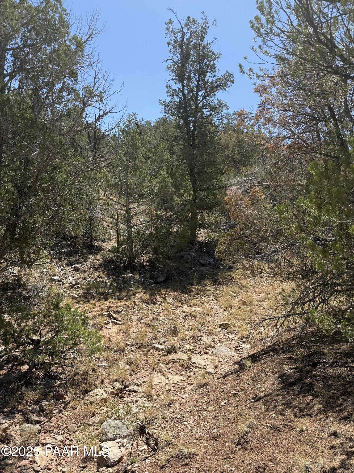 Lot 99 Shadow Rock Ranch Seligman, AZ 86337 - Photo 11 of 17 a view of a yard with trees