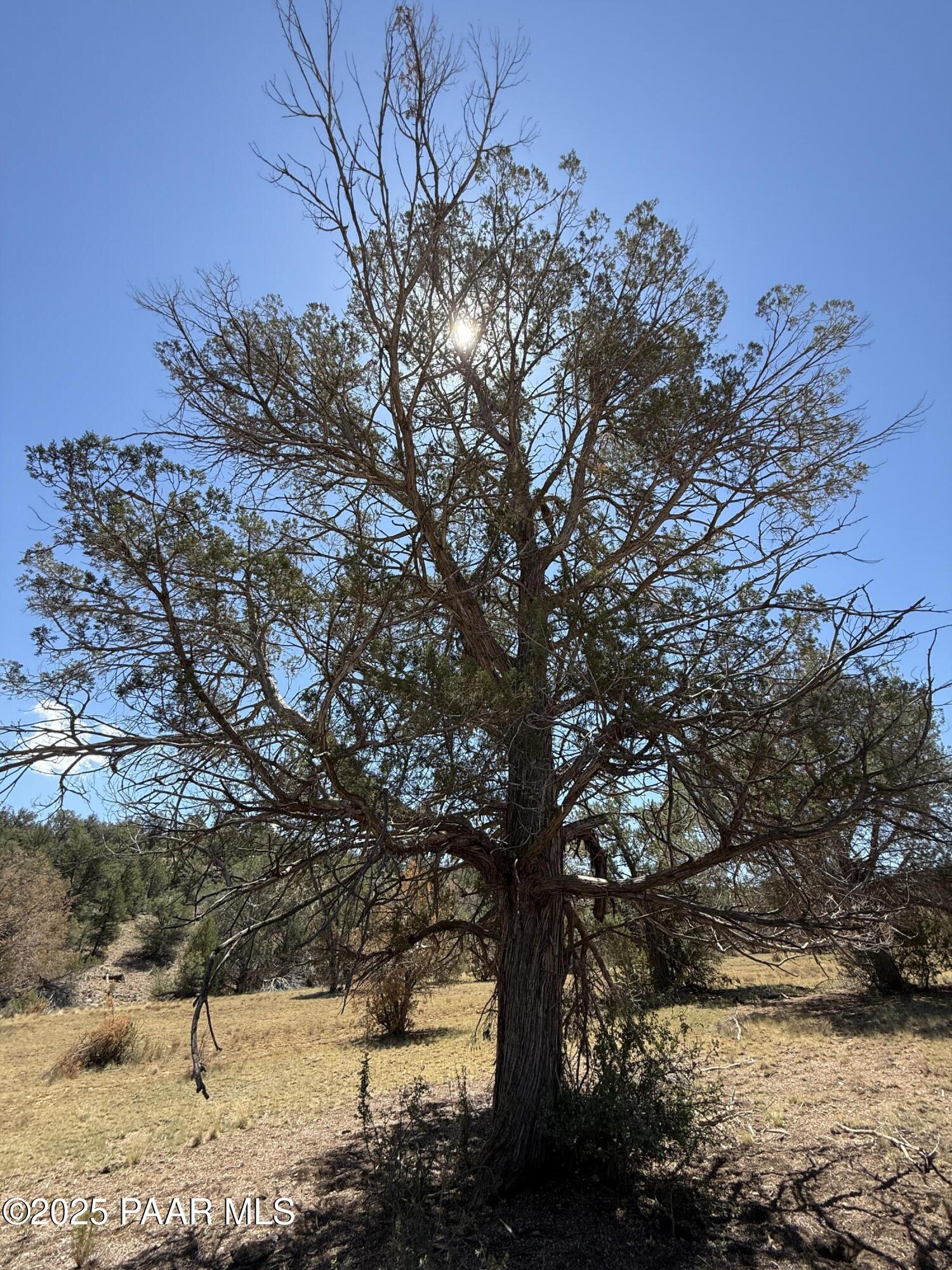 Lot 99 Shadow Rock Ranch Seligman, AZ 86337 - Photo 15 of 17 a view of a yard with a tree